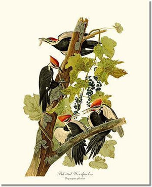 Bird Print: Woodpecker, Pileated