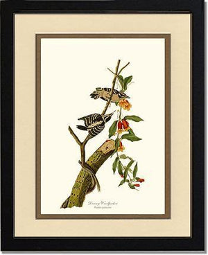 Woodpecker, Downy - Charting Nature