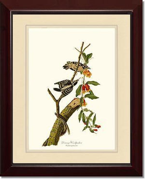 Woodpecker, Downy - Charting Nature