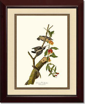 Woodpecker, Downy - Charting Nature