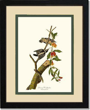 Woodpecker, Downy - Charting Nature