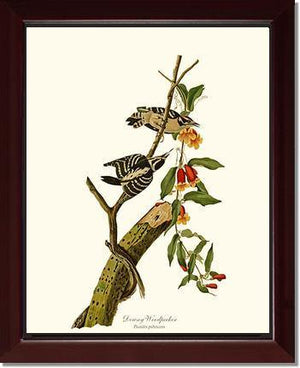 Woodpecker, Downy - Charting Nature