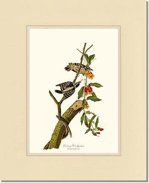 Woodpecker, Downy - Charting Nature