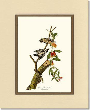 Woodpecker, Downy - Charting Nature