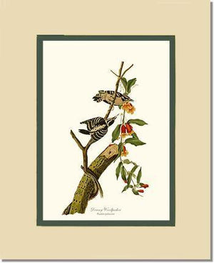 Woodpecker, Downy - Charting Nature