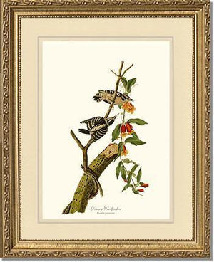 Woodpecker, Downy - Charting Nature