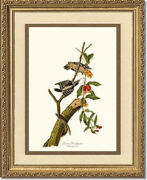 Woodpecker, Downy - Charting Nature
