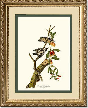 Woodpecker, Downy - Charting Nature