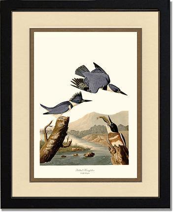 Kingfisher, Belted - Charting Nature