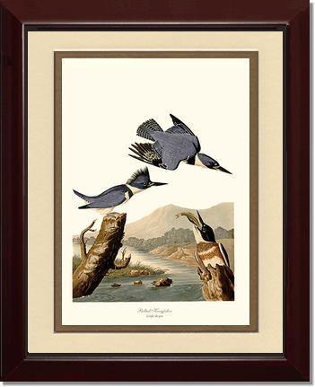 Kingfisher, Belted - Charting Nature