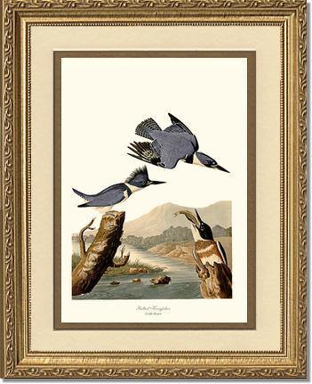 Kingfisher, Belted - Charting Nature