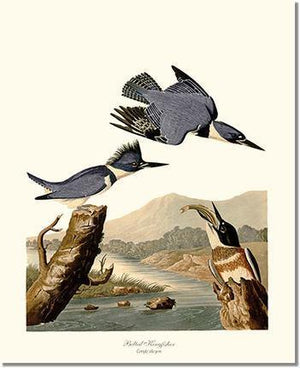 Bird Print: Kingfisher, Belted