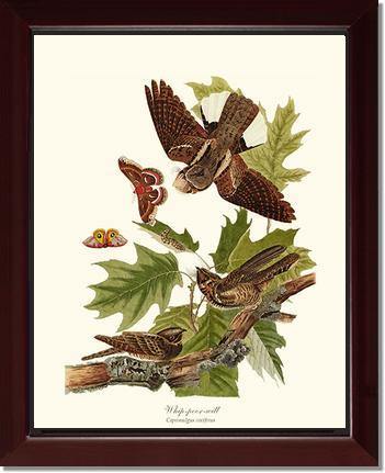 Whip-poor-will - Charting Nature