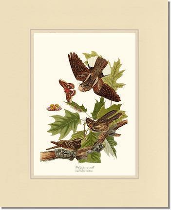 Whip-poor-will - Charting Nature