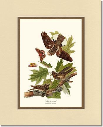 Whip-poor-will - Charting Nature