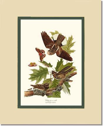 Whip-poor-will - Charting Nature