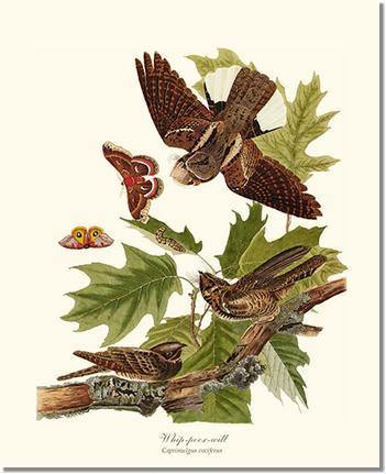 Whip-poor-will - Charting Nature