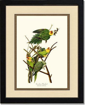 Parakeet, Carolina - Charting Nature