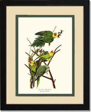 Parakeet, Carolina - Charting Nature