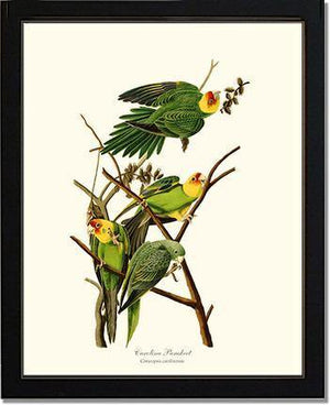 Parakeet, Carolina - Charting Nature