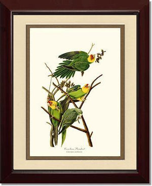 Parakeet, Carolina - Charting Nature