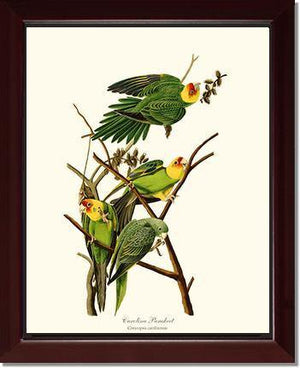 Parakeet, Carolina - Charting Nature