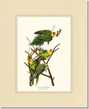 Parakeet, Carolina - Charting Nature