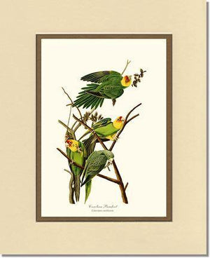 Parakeet, Carolina - Charting Nature