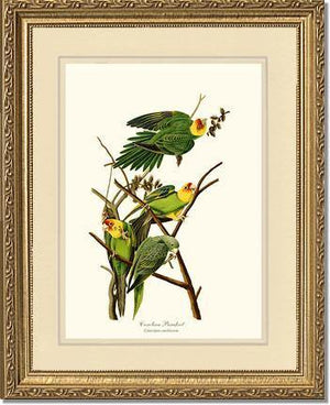 Parakeet, Carolina - Charting Nature