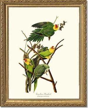 Parakeet, Carolina - Charting Nature