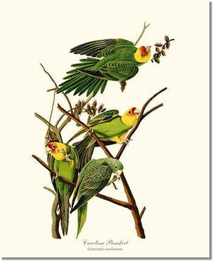 Bird Print: Parakeet, Carolina