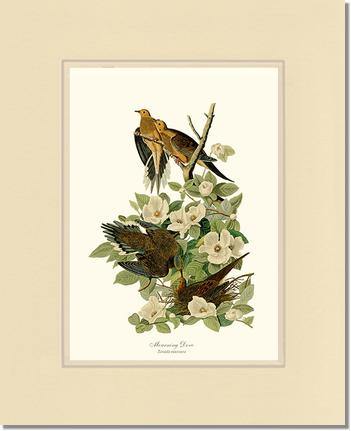 Dove, Mourning - Charting Nature