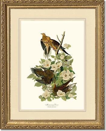 Dove, Mourning Vintage Audubon Bird Wall Art Print – Charting Nature