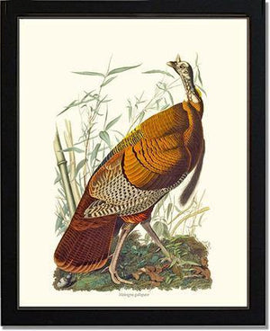 Turkey, Wild - Charting Nature