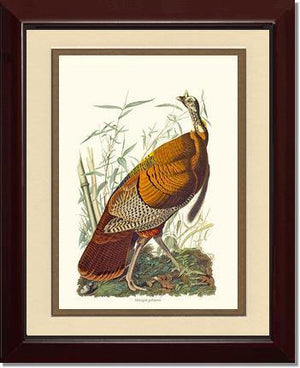 Turkey, Wild - Charting Nature