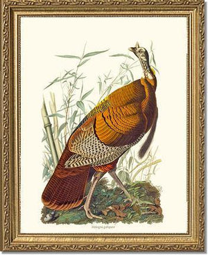 Turkey, Wild - Charting Nature