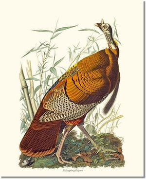Bird Print: Turkey, Wild