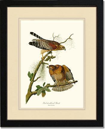 Hawk, Red-shouldered - Charting Nature
