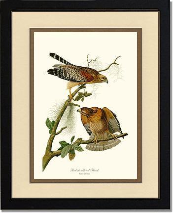 Hawk, Red-shouldered - Charting Nature