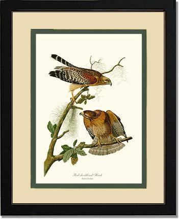 Hawk, Red-shouldered - Charting Nature