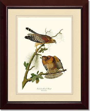 Hawk, Red-shouldered - Charting Nature