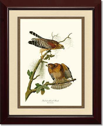Hawk, Red-shouldered - Charting Nature
