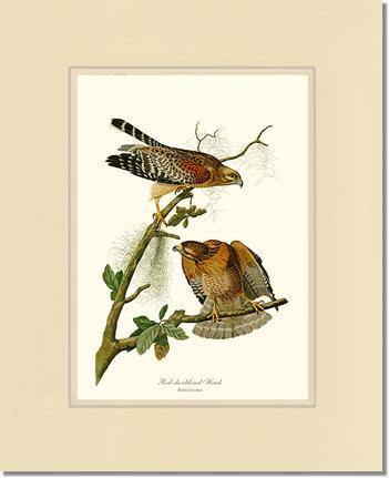 Hawk, Red-shouldered - Charting Nature