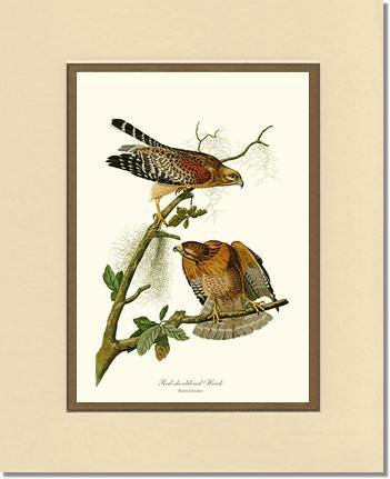 Hawk, Red-shouldered - Charting Nature