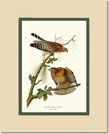 Hawk, Red-shouldered - Charting Nature