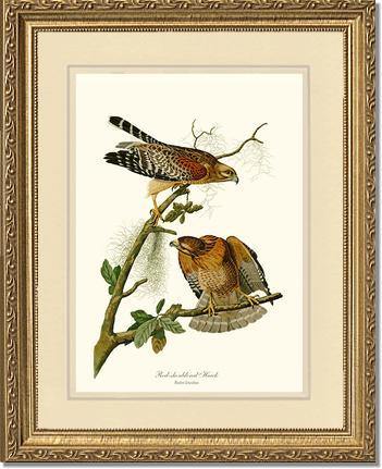 Hawk, Red-shouldered - Charting Nature