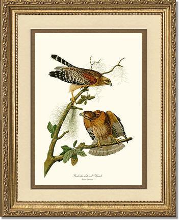 Hawk, Red-shouldered - Charting Nature