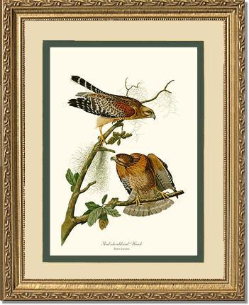 Hawk, Red-shouldered - Charting Nature