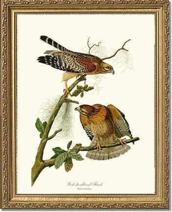 Hawk, Red-shouldered - Charting Nature
