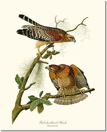 Bird Print: Hawk, Red-shouldered
